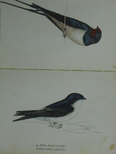 画像2: Ptaci:カレル・スヴォリンスキーの鳥画集 アンティーク 1938