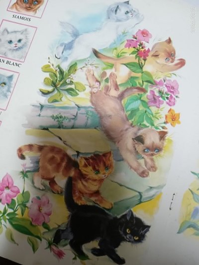 画像1: Winnie 猫の男の子の冒険  絵本