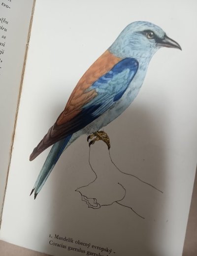 画像1: Ptaci:カレル・スヴォリンスキーの鳥画集 アンティーク 